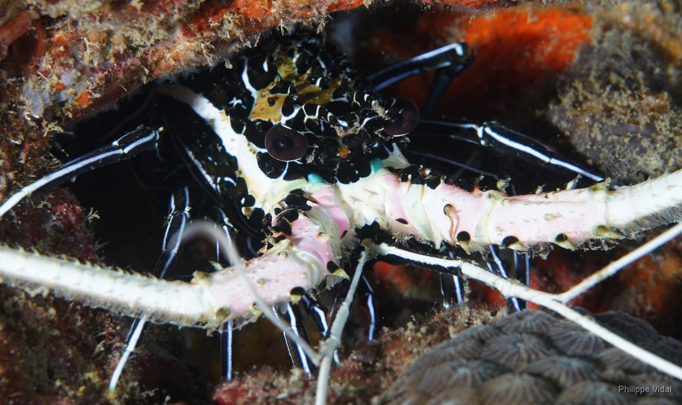 Birmanie - Mergui - 2018 - DSC03095 - Painted Spiny Lobster - Langouste peinte - Panulirus versicolor.jpg